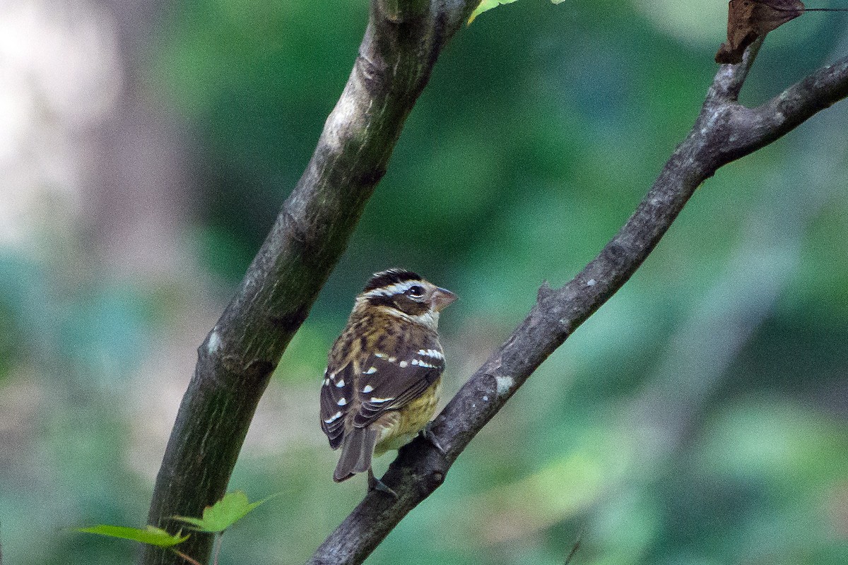 Rose-breasted Grosbeak - ML643140543