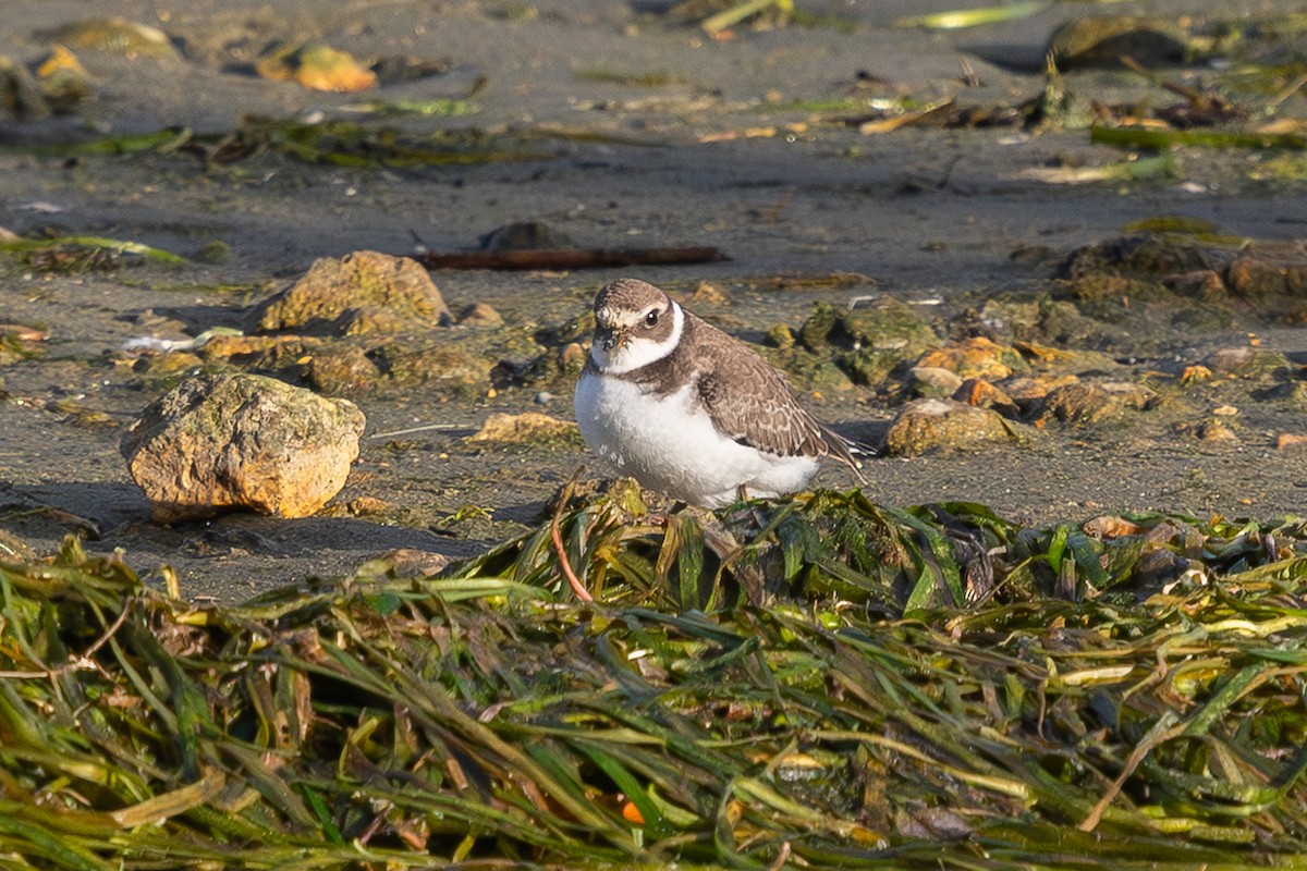 Semipalmated Plover - ML643140550