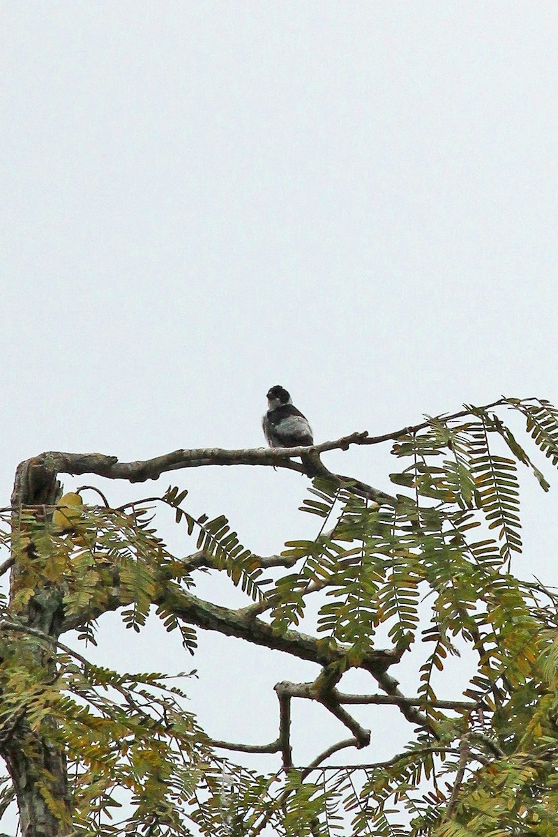Wing-barred Seedeater (Caqueta) - ML643140556
