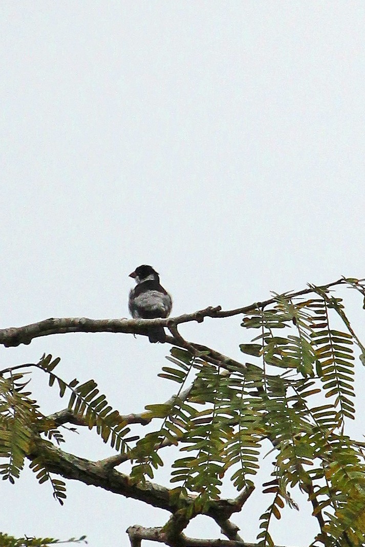 Wing-barred Seedeater (Caqueta) - ML643140566