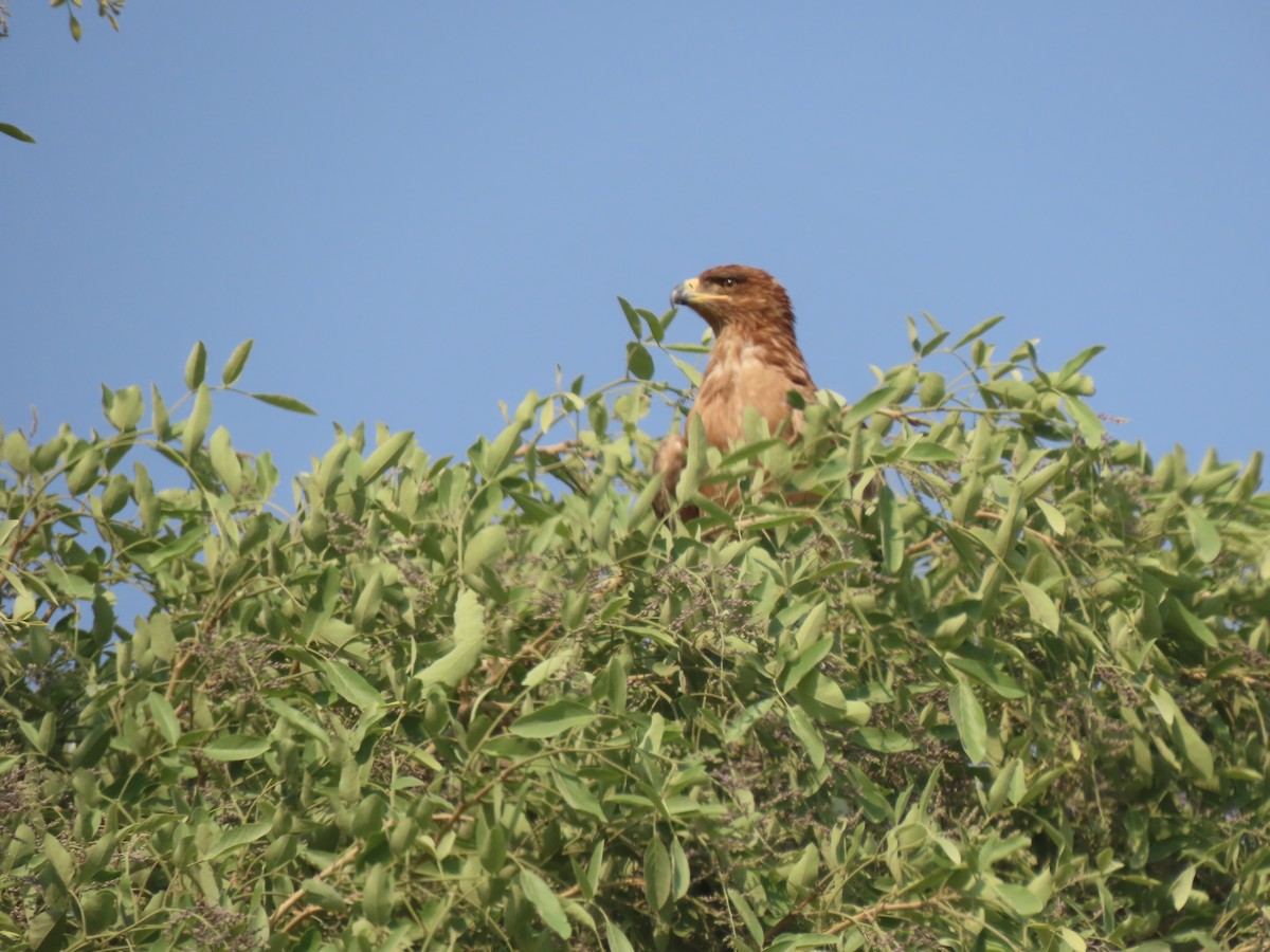 Tawny Eagle - ML643140587