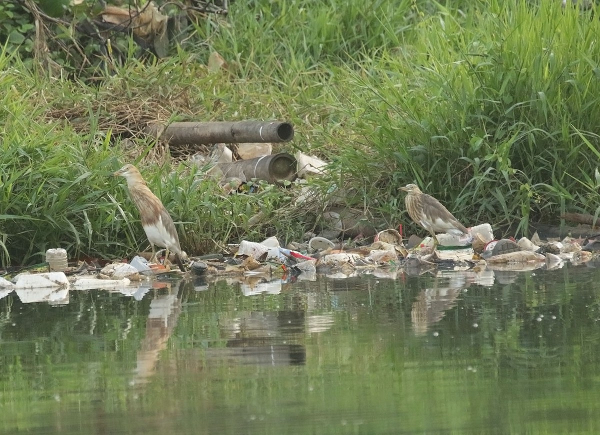 Javan Pond-Heron - ML643140597