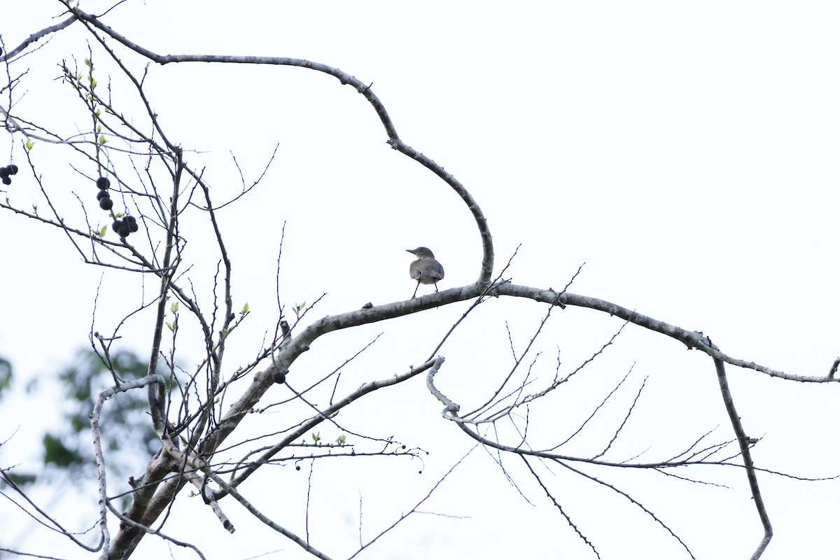 Black-billed Thrush - ML643140630