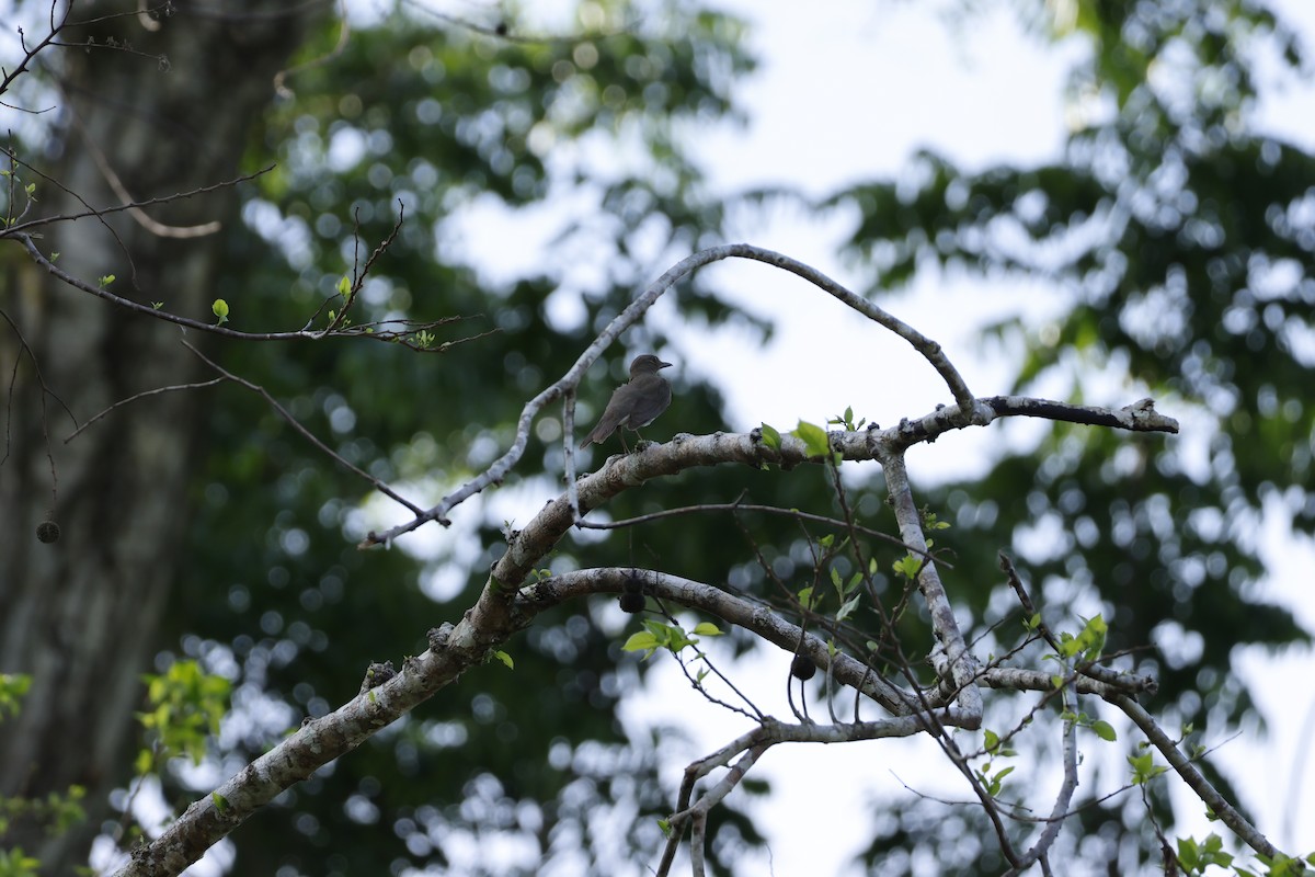 Black-billed Thrush - ML643140631