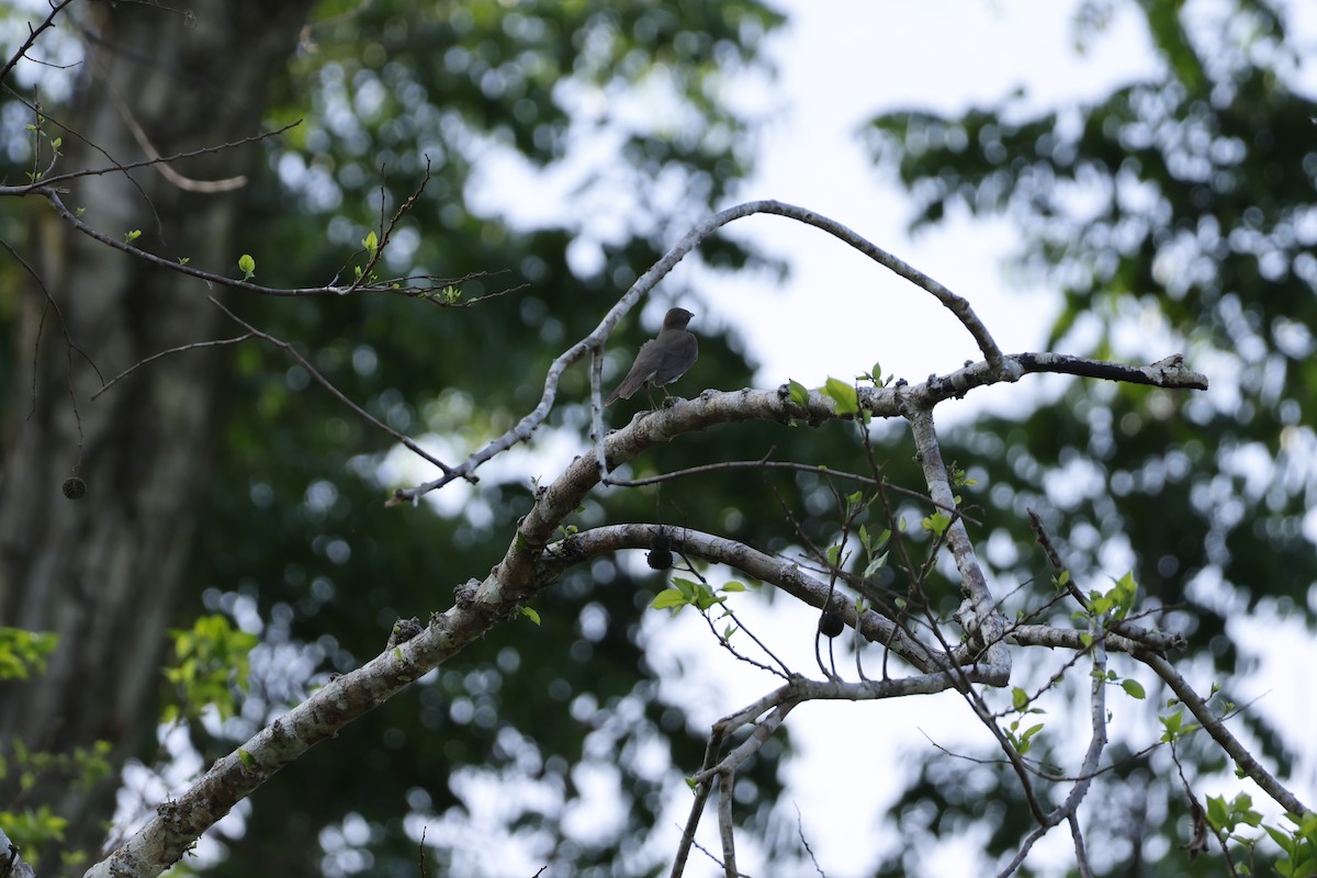 Black-billed Thrush - ML643140632