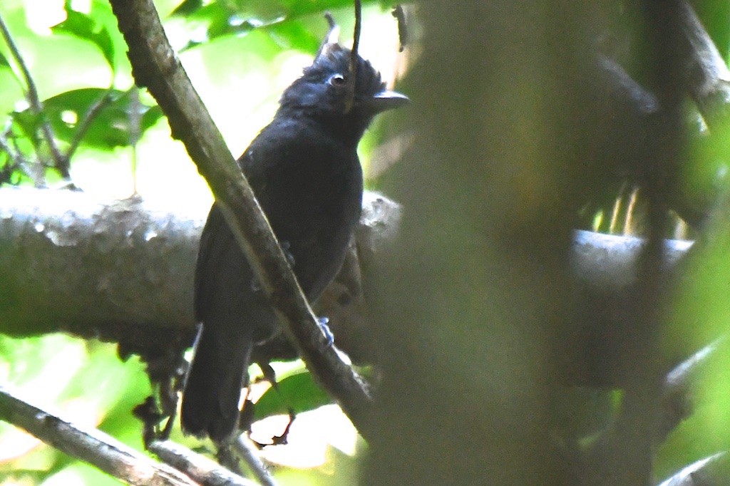 White-shouldered Antshrike - ML643140682