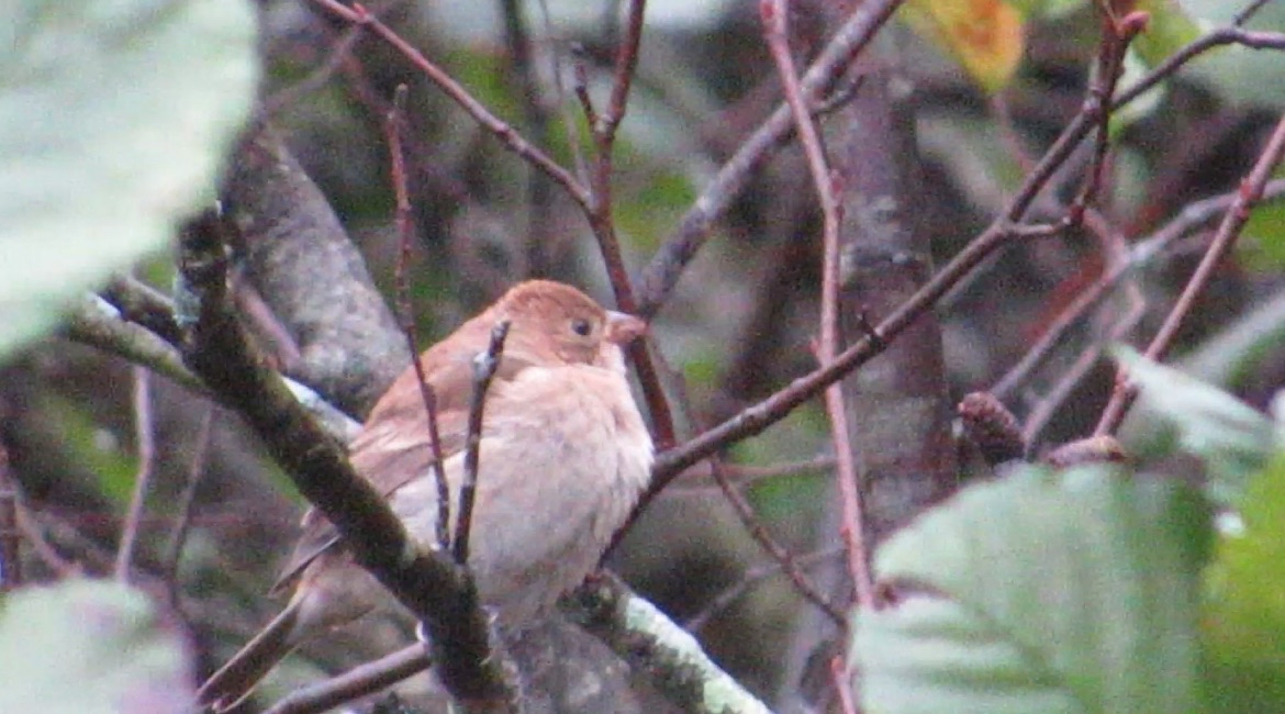 Indigo Bunting - ML643140692