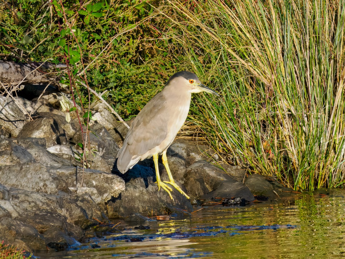 Black-crowned Night Heron - ML643140712