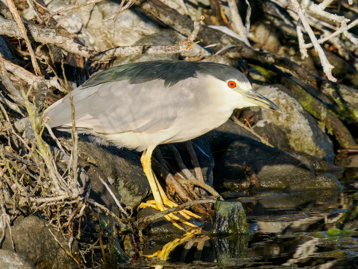 Black-crowned Night Heron - ML643140713
