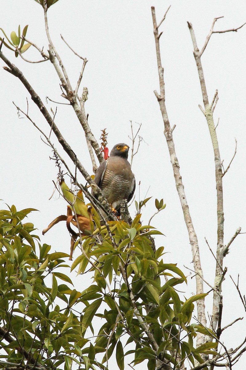 veivåk - ML643140719