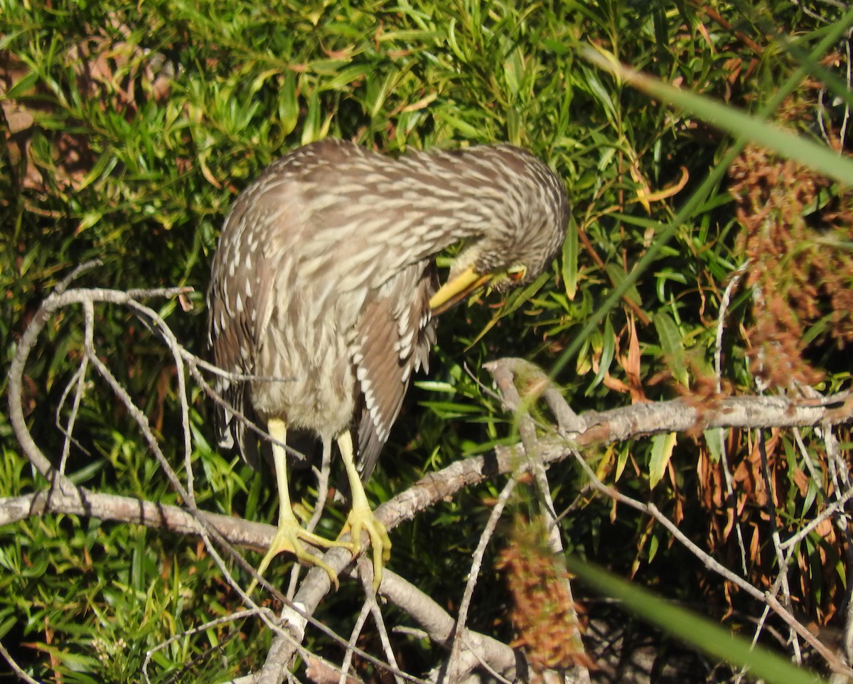 Black-crowned Night Heron - ML643140766