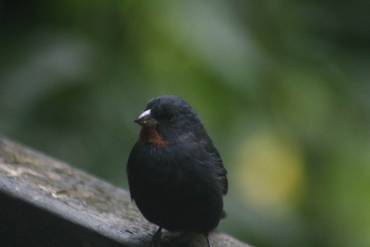 Lesser Antillean Bullfinch - ML643140778