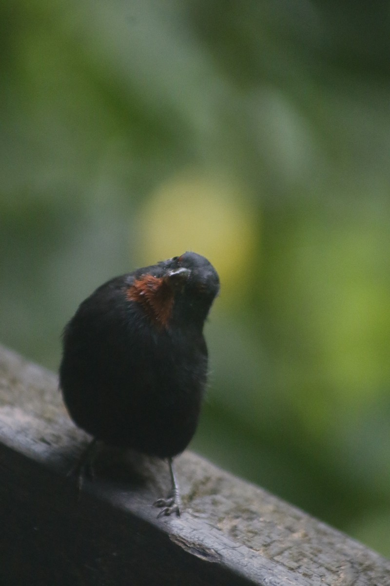 Lesser Antillean Bullfinch - ML643140779