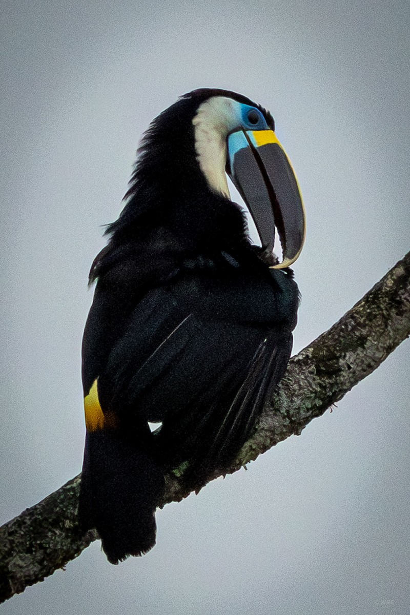 White-throated Toucan - ML643140787