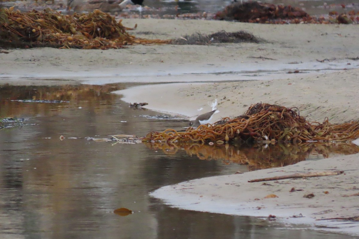 Spotted Sandpiper - ML643140829