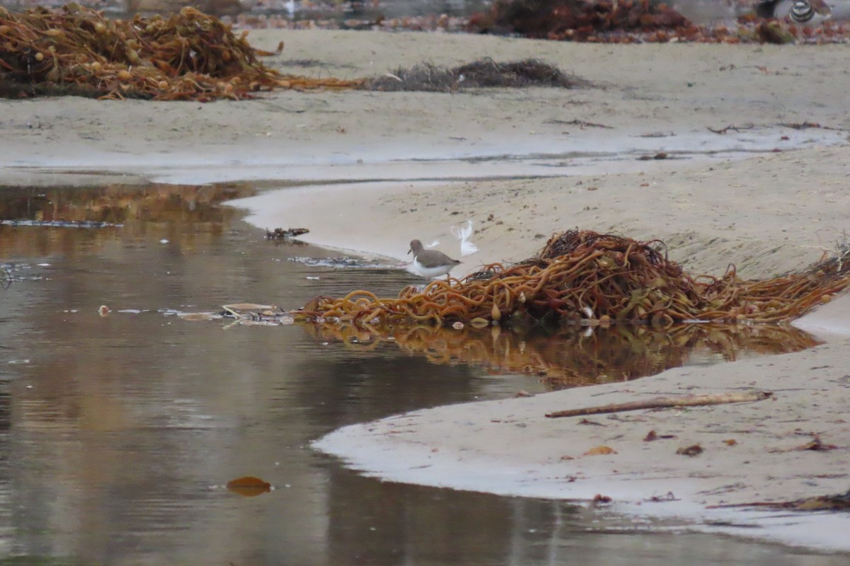 Spotted Sandpiper - ML643140830