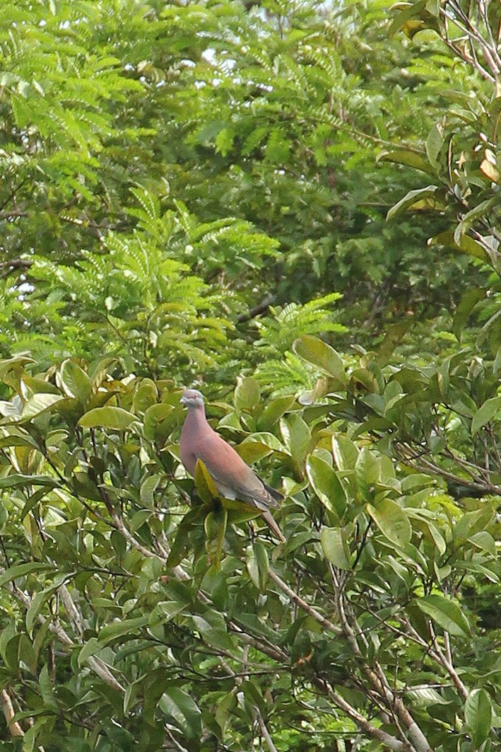 Pale-vented Pigeon - ML643140832