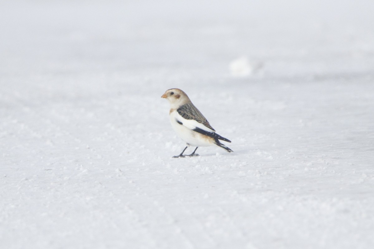 Snow Bunting - ML643140835