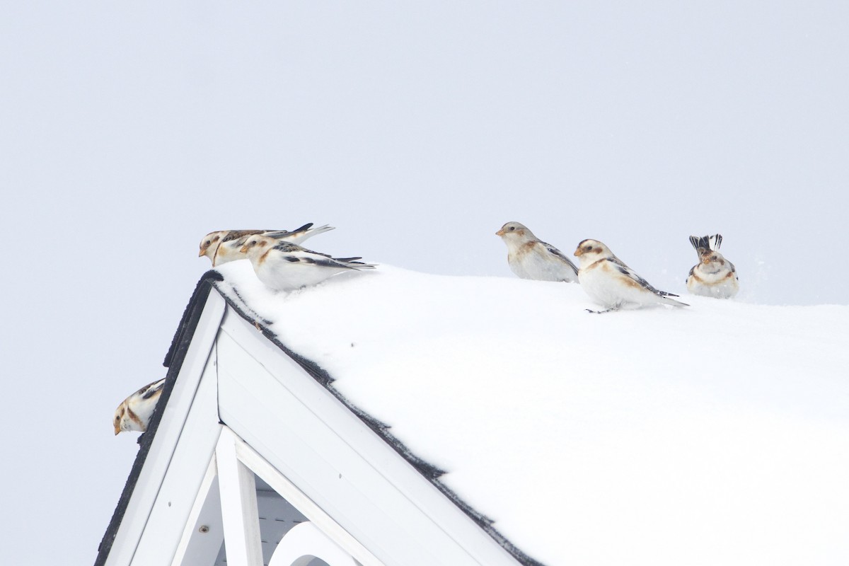 Snow Bunting - ML643140836
