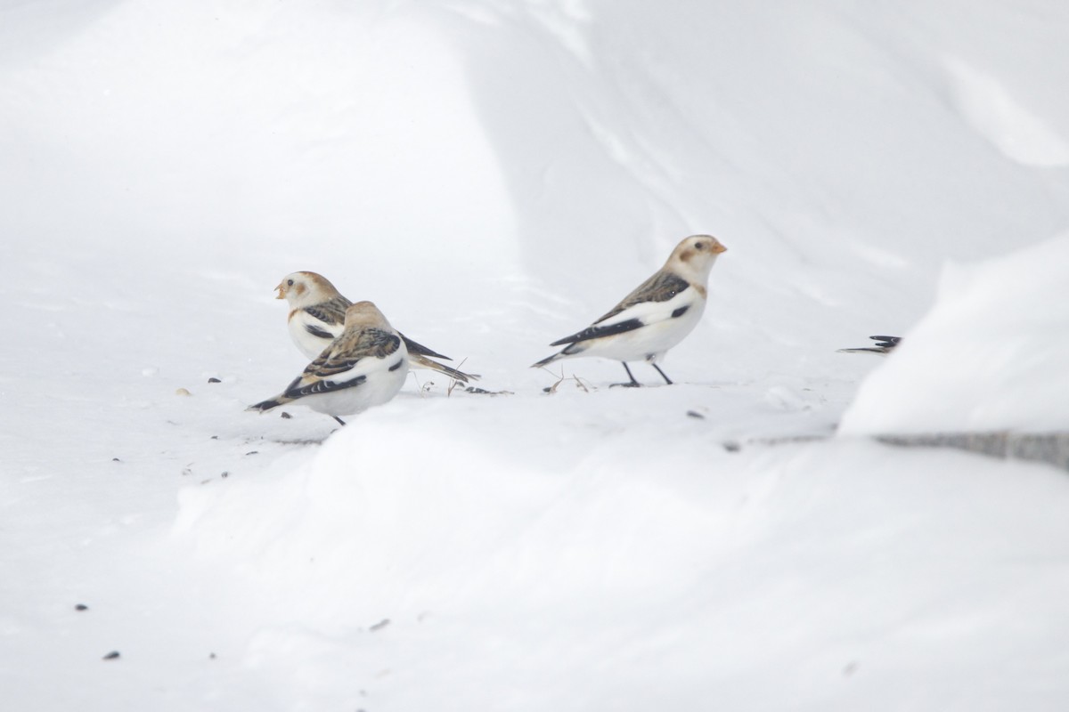 Snow Bunting - ML643140838