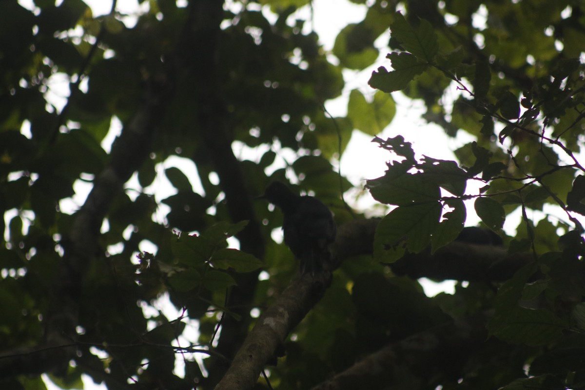 Guadeloupe Woodpecker - ML643140839