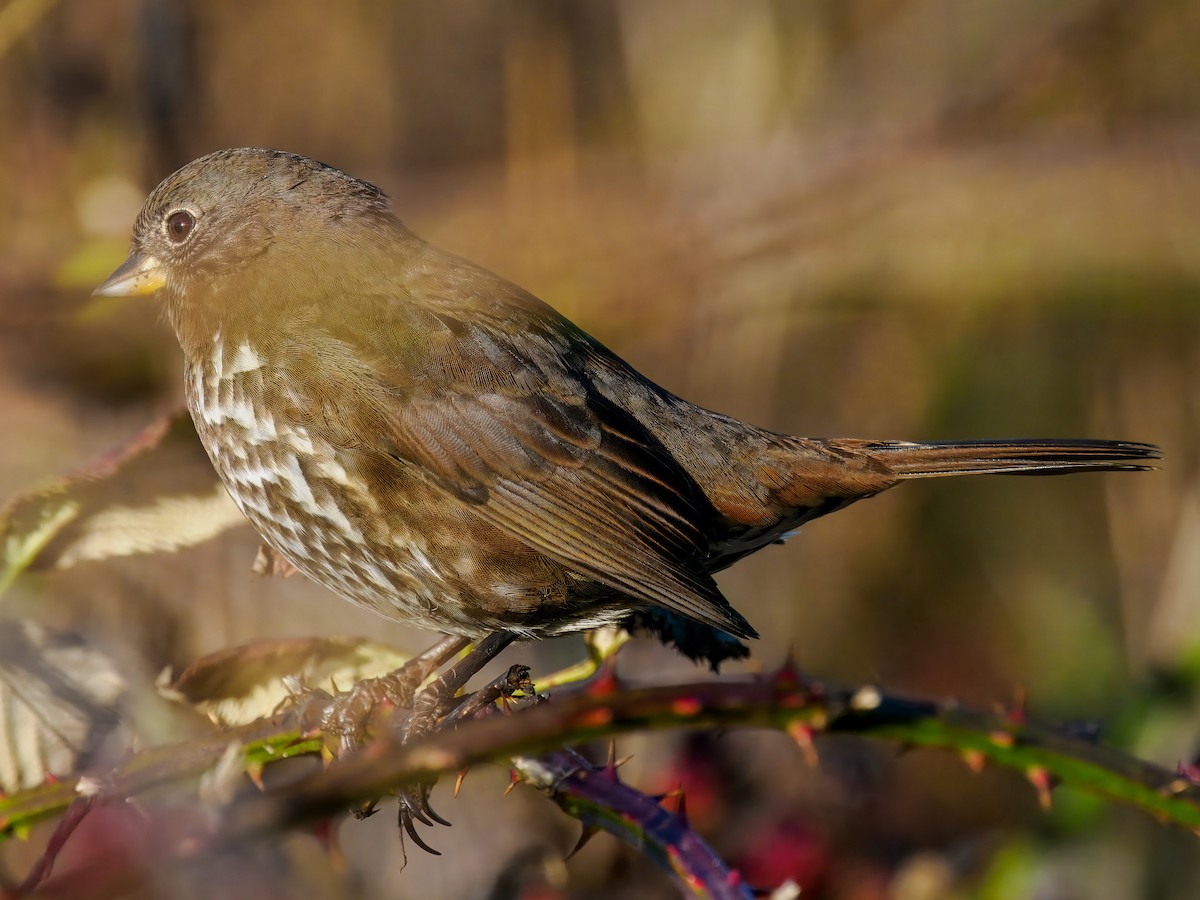 Fox Sparrow (Sooty) - ML643140854