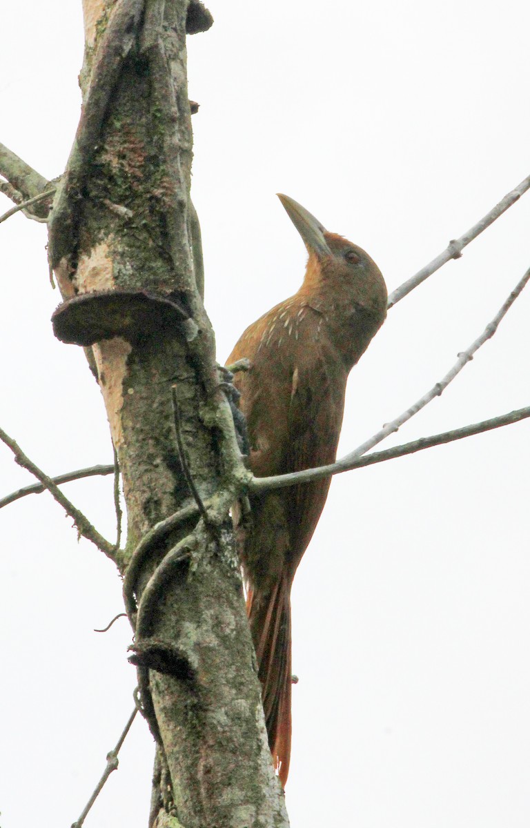 Cinnamon-throated Woodcreeper - ML643140864