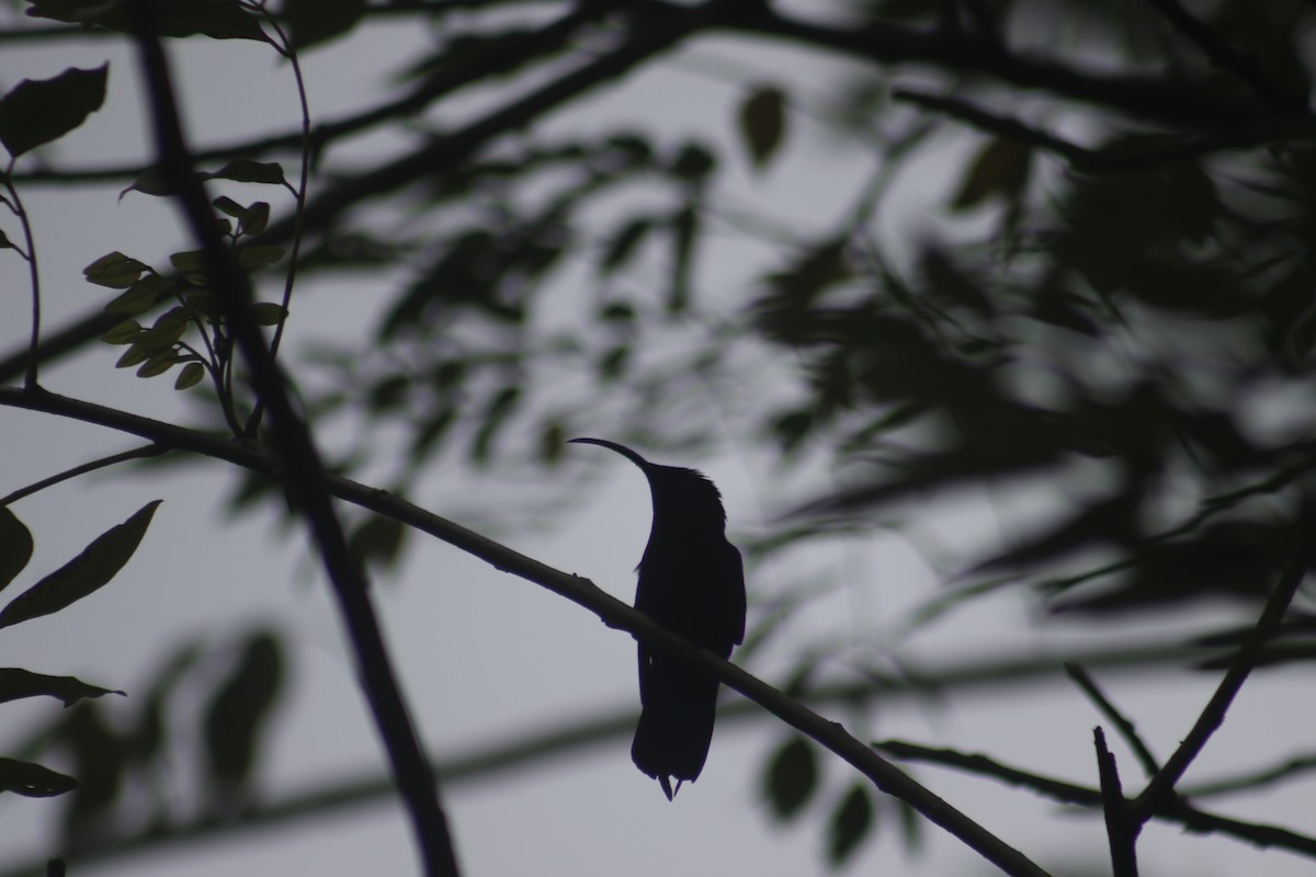 Purple-throated Carib - ML643140871