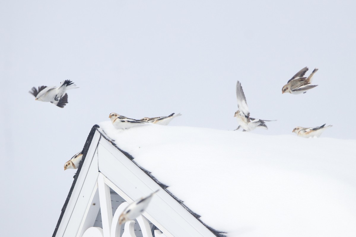 Snow Bunting - ML643140875