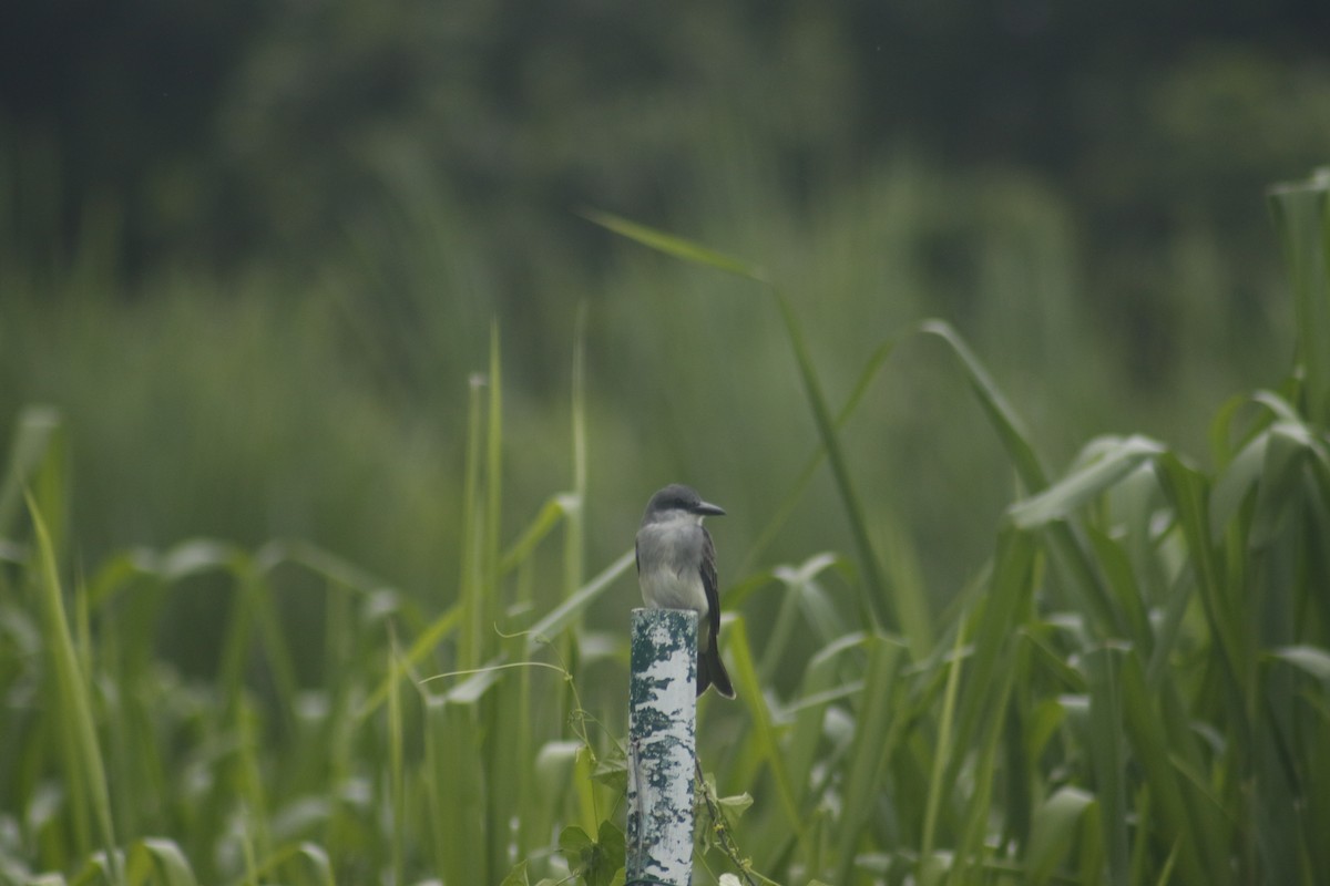 Gray Kingbird - ML643140884