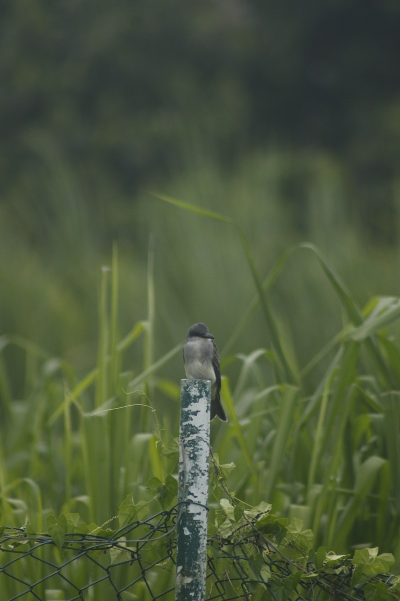 Gray Kingbird - ML643140885