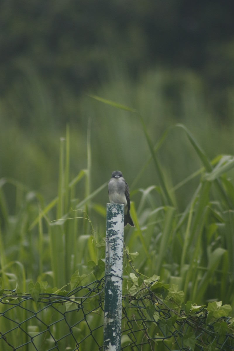 Gray Kingbird - ML643140886