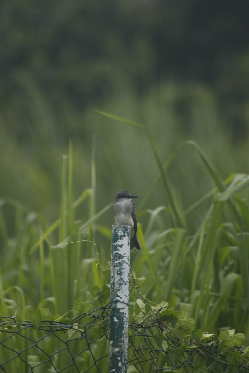 Gray Kingbird - ML643140887