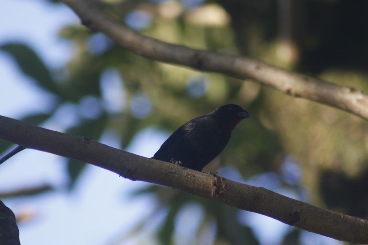Lesser Antillean Bullfinch - ML643140904