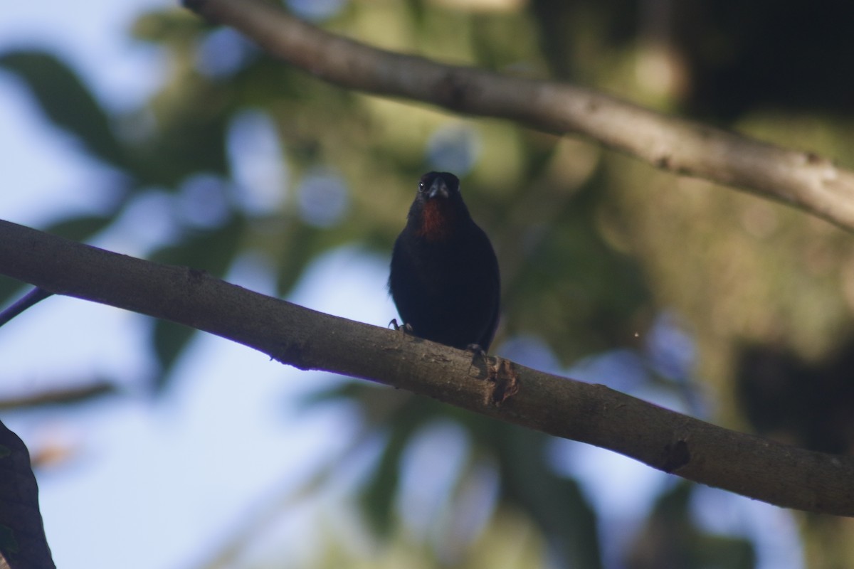 Lesser Antillean Bullfinch - ML643140905