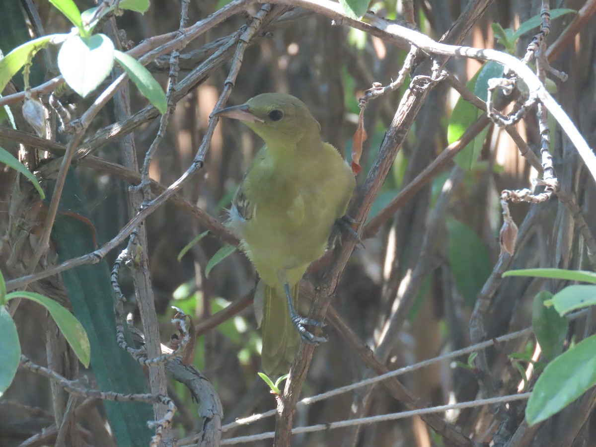 Oriole masqué - ML643140920