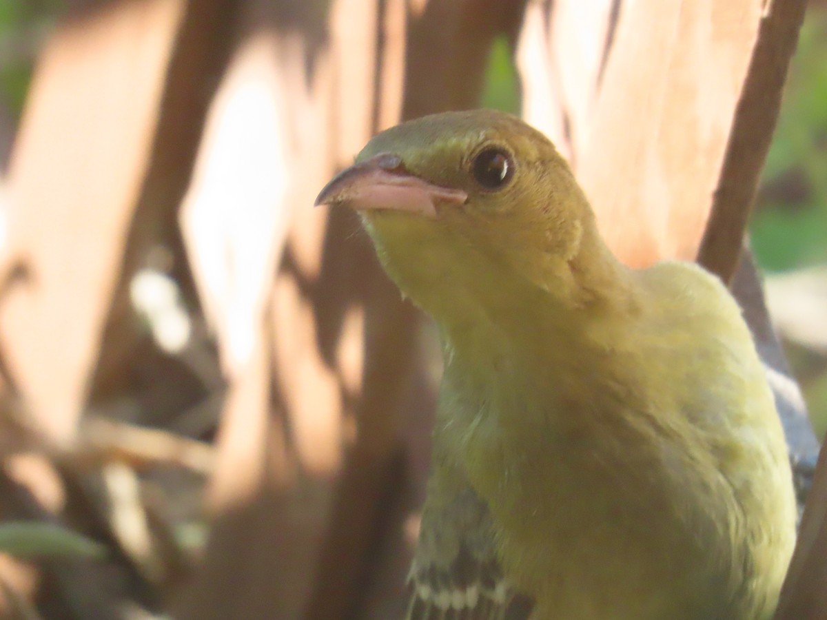 Oriole masqué - ML643140925