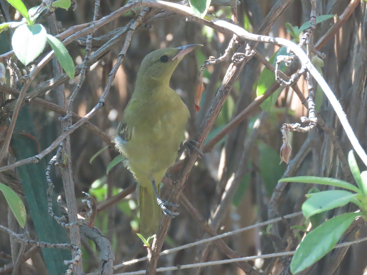 Oriole masqué - ML643140926
