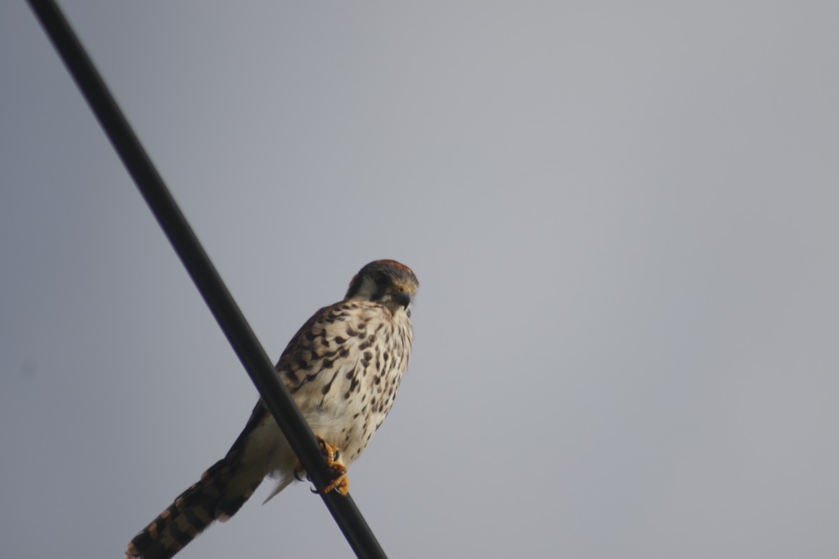 American Kestrel - ML643140943