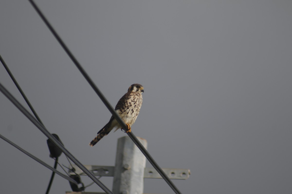 American Kestrel - ML643140944