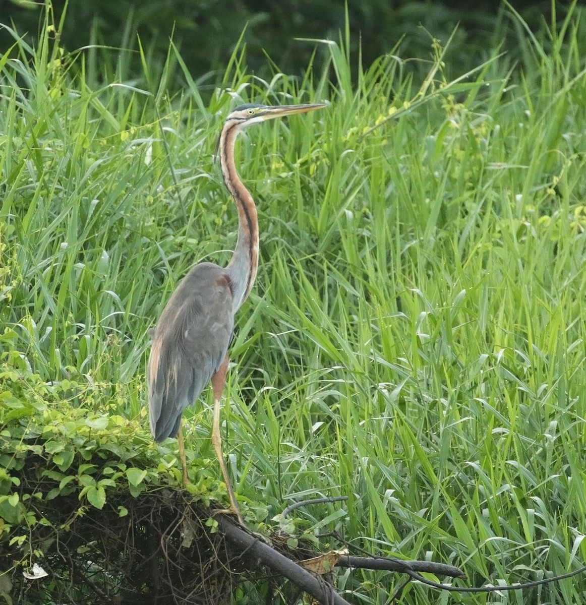 Purple Heron (Purple) - ML643140959
