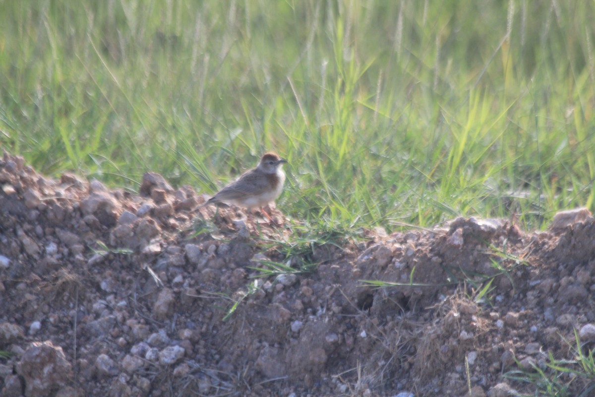 Red-capped Lark - ML643140960