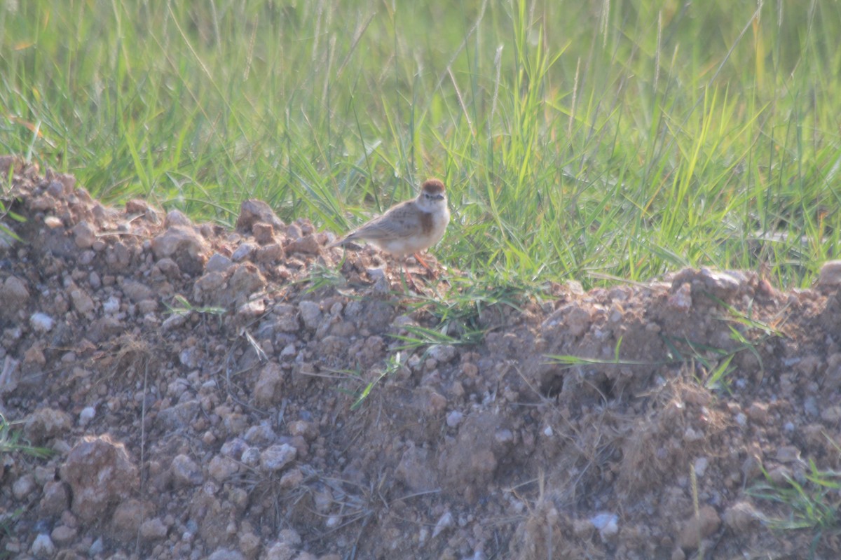 Red-capped Lark - ML643140961