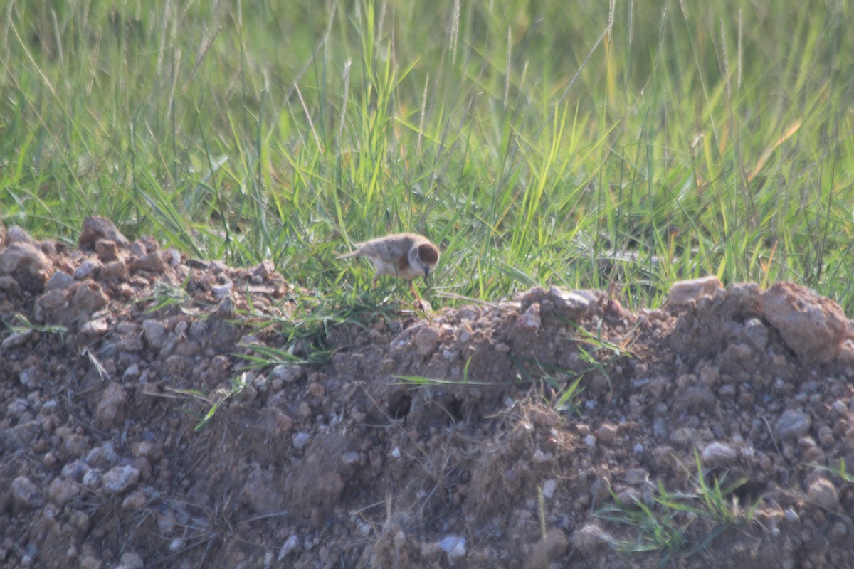 Red-capped Lark - ML643140963
