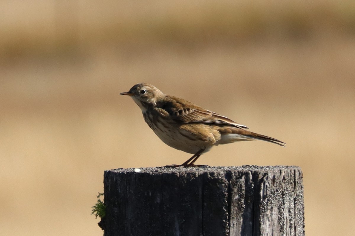 American Pipit - ML643140980