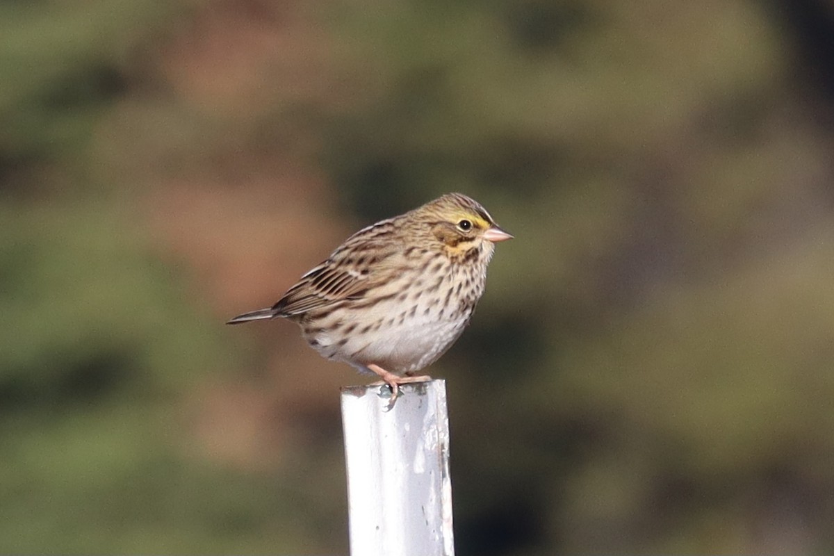 Savannah Sparrow - ML643140987