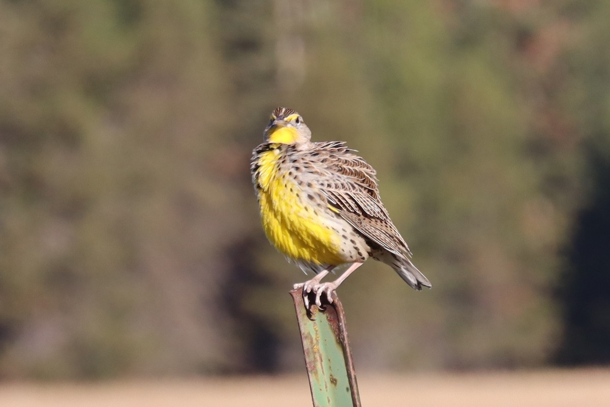 Western Meadowlark - ML643140991