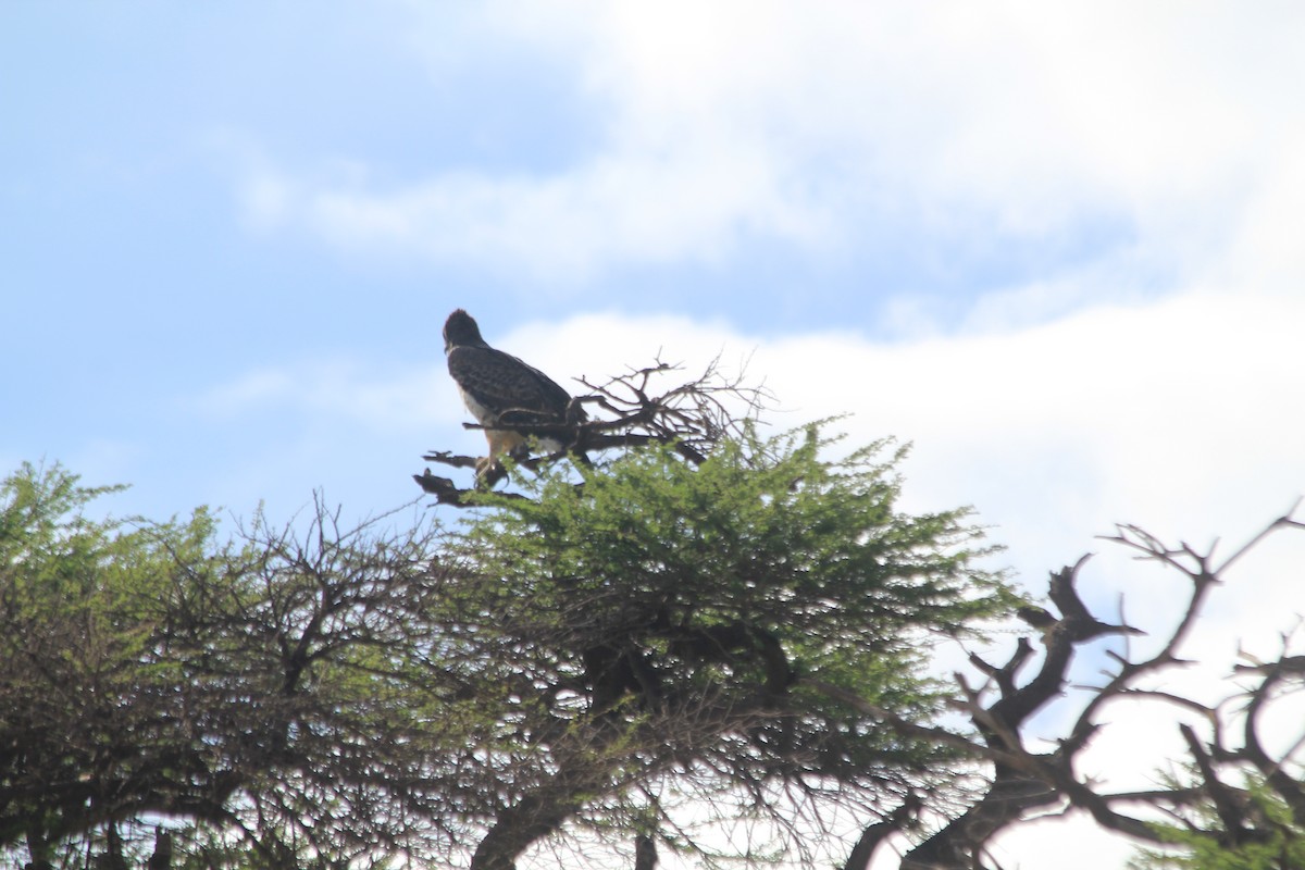 Martial Eagle - ML643141009