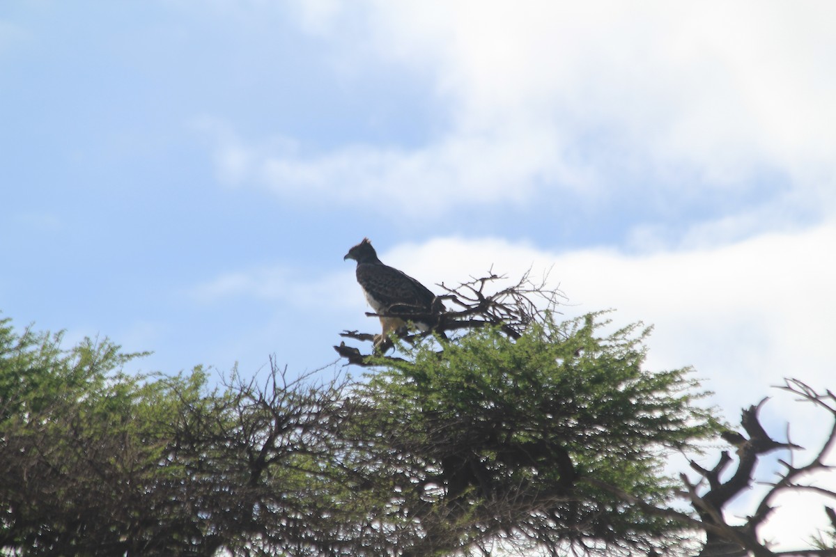 Martial Eagle - ML643141010