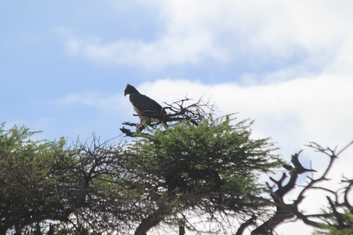 Martial Eagle - ML643141011